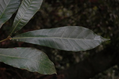 Semecarpus auriculata